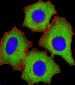 IF4E Antibody